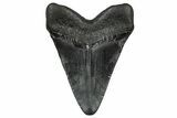 Juvenile Megalodon Tooth - South Carolina #332199-1